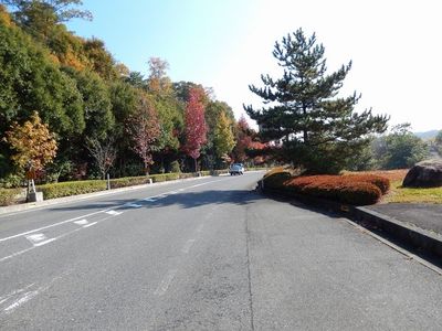 Autumn Road